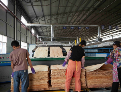 مجفف القشرة