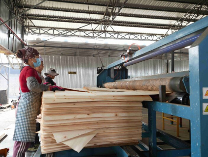 مجفف القشرة